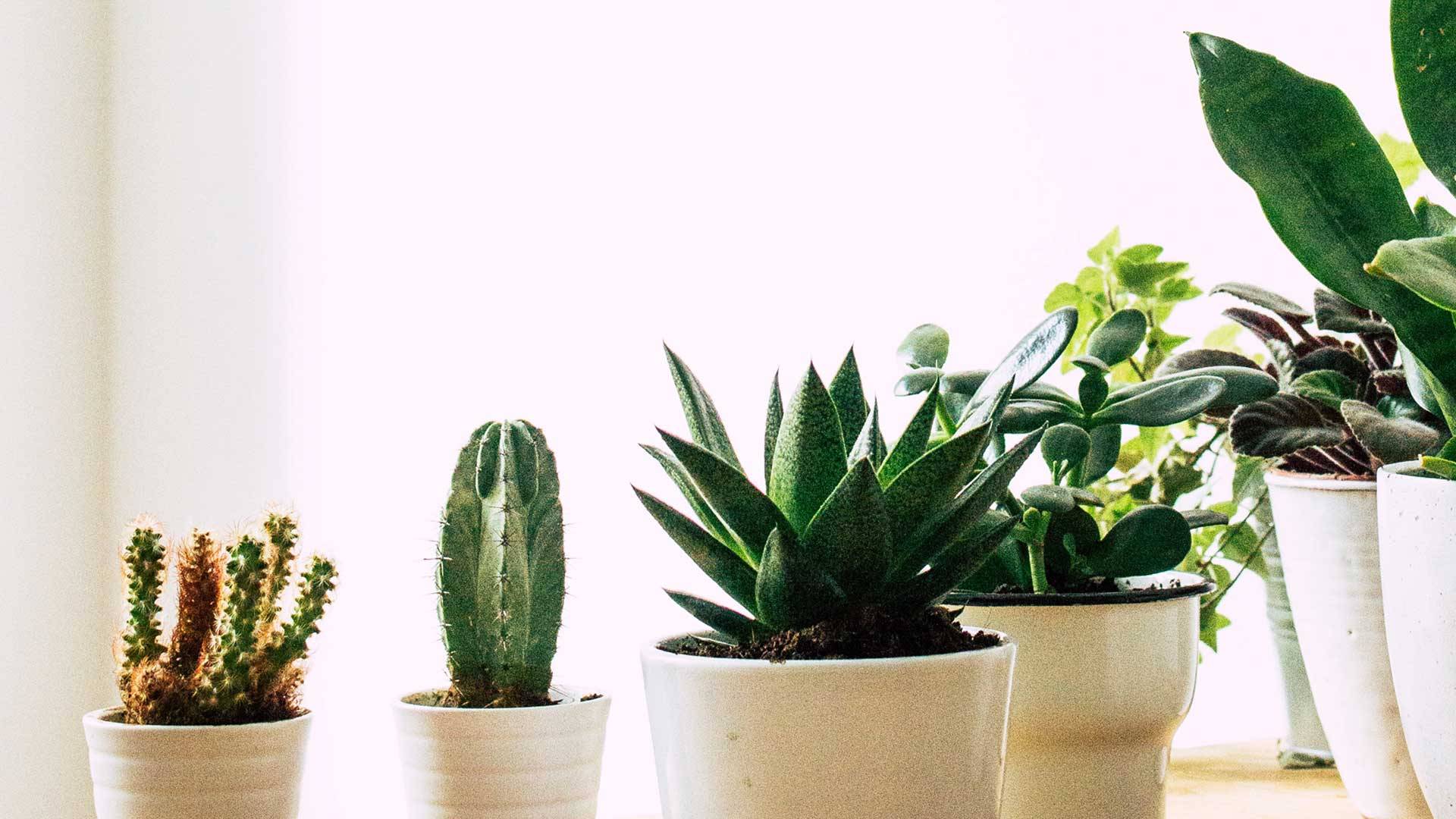 Home Footer Background